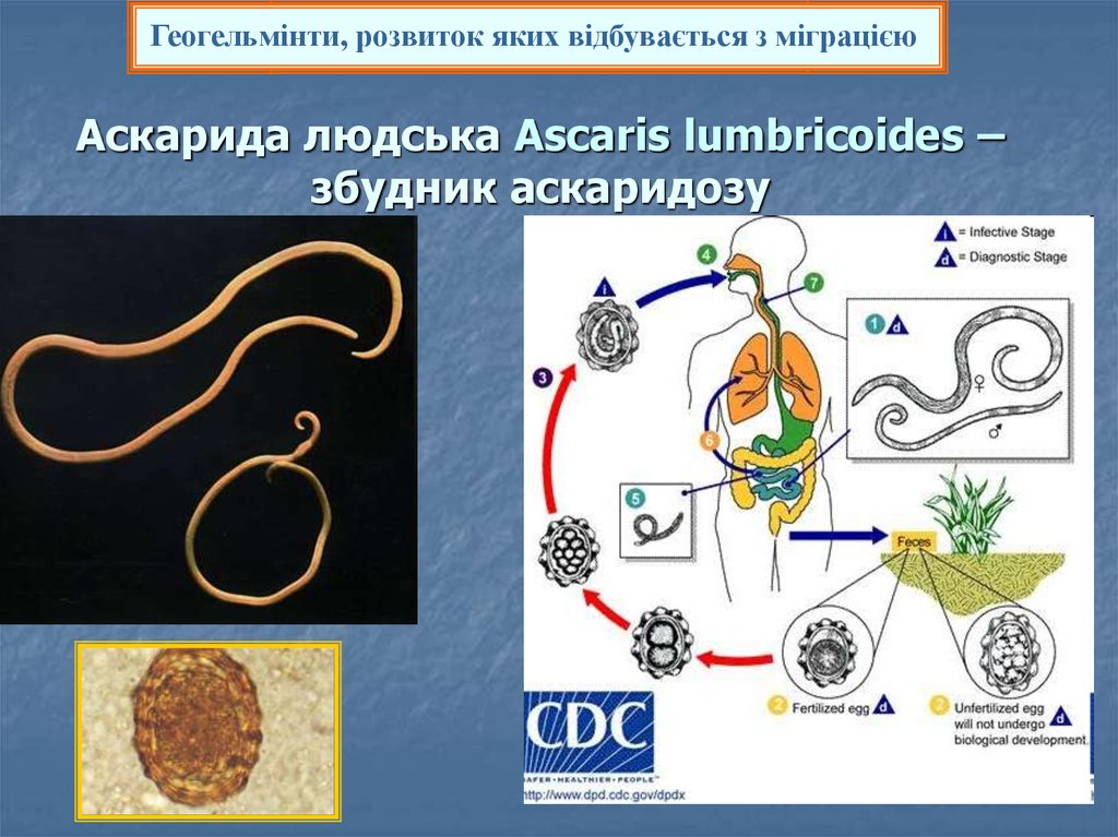 В каких органах личинки аскариды. Ascaris lumbricoides и возбудитель. Аскарида человеческая (Ascaris lumbricoides) – возбудитель аскаридоза.