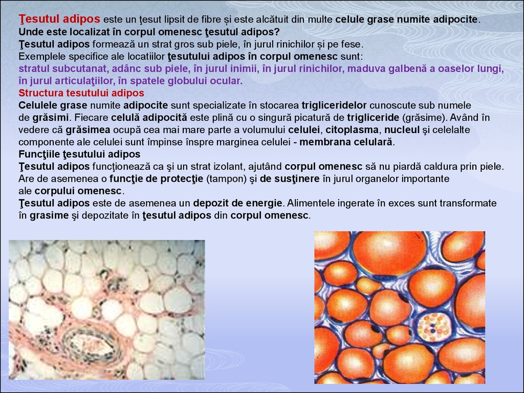 Programa - disciplina Histologie