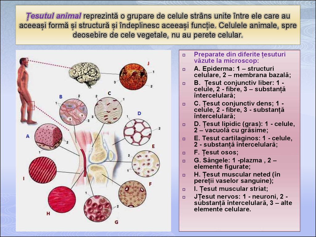 cum să scapi de durere în articulațiile cotului tratamentul artrozei deformante sau al coxartrozei