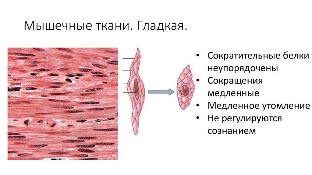 Клетки гладкой мускулатуры сокращаются. Строение клетки гладкой мышечной ткани. Клетка гладкой мышечной ткани рисунок. Гладкая мышечная ткань строение. Гладкая мышечная ткань гладкий миоцит.