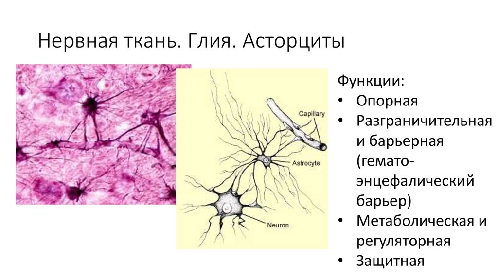 Виды нейроглии