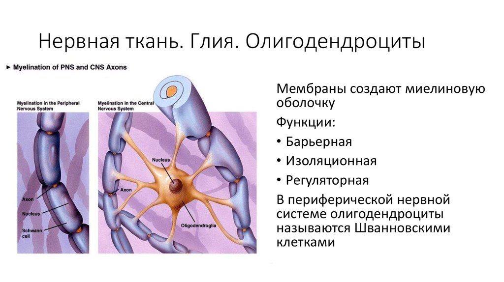 Какая ткань организма человека содержит глиальные клетки. Нейроглия олигодендроциты. Нервная ткань Нейроны и нейроглия. Клетки глии строение и функции. Строение и функции олигодендроцитов.