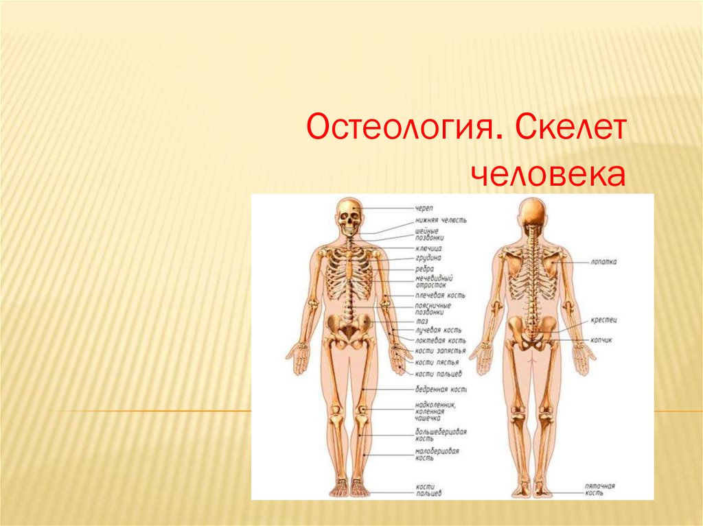 Ткань скелета человека