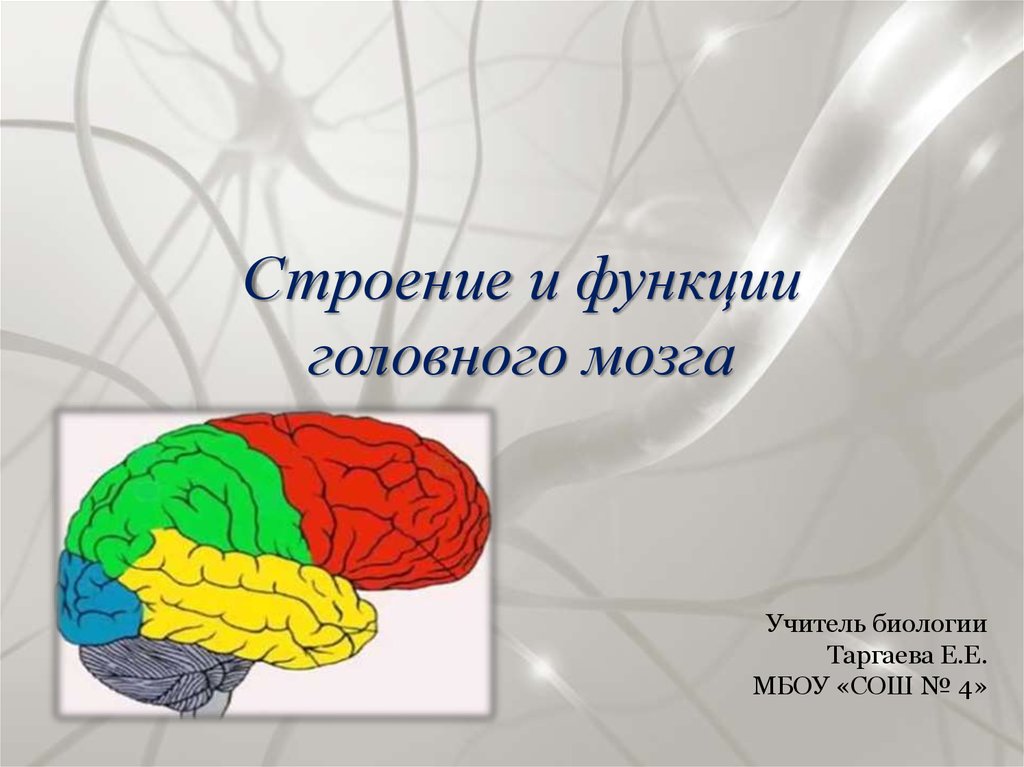 Мозги училки купить. Головной мозг строение и функции. Мозг для презентации. Функции головного мозга слайд. Головной мозг презентация.