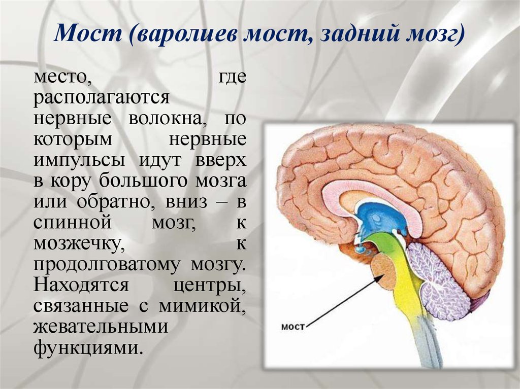 Какие центры в мозжечке. Функции моста и мозжечка заднего мозга. Строение моста в головном мозге. Задний мозг варолиев мост функции и строение. Задний мозг мост и мозжечок строение и функции.