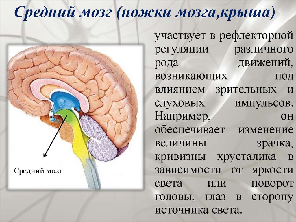 Ножки мозга отдел. Центры промежуточного мозга. Строение среднего мозга. Средний мозг функции. Крыша среднего мозга.