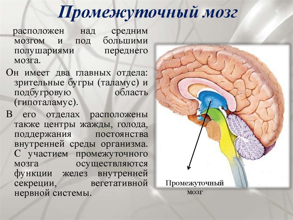 Из каких веществ состоит мозг. Промежуточный мозг строение и функции кратко. Строение промежуточного мозга кратко. Промежуточный мозг (таламическая область) таламус. Функции отдела головного мозга промежуточный мозг.