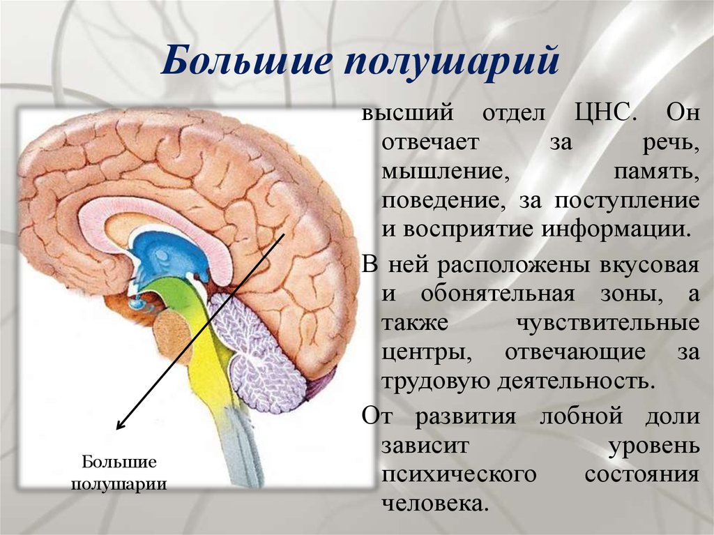 Нервные центры больших полушарий головного мозга. Строение полушарий головного мозга. Большие полушария головного мозга функции. Функция полушария большого мозга головного мозга. Большие полушария головного мозга функции 8 класс.
