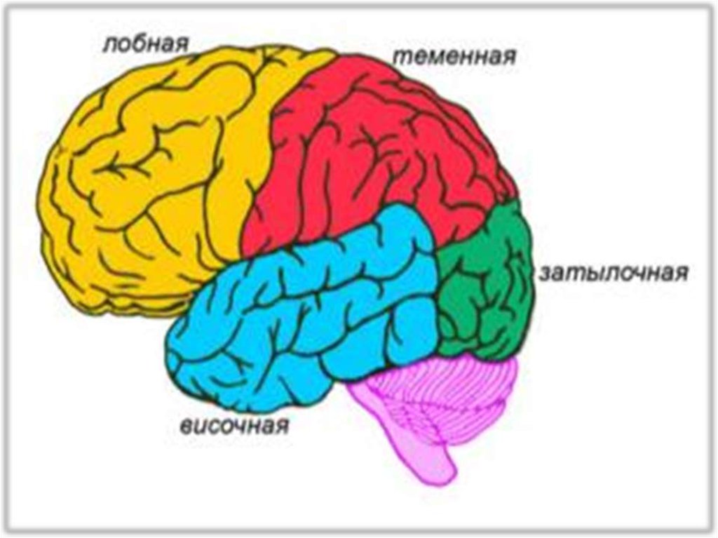 Функции затылочного мозга. Зоны коры больших полушарий головного мозга.