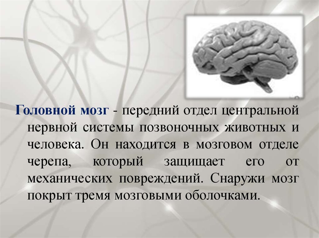 Роль мозга в организме. Передний отдел головного мозга. Функции отделов переднего мозга. Головной мозг передний мозг. Строение и функции отделов головного мозга.
