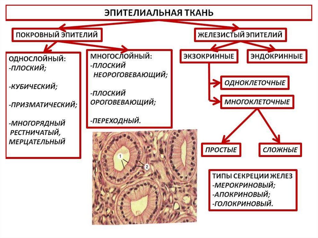 Пример эпителиальной ткани человека. Виды эпителиальной ткани. Эпителий ткань. Строение эпителиальной клетки. Эпителиальная и соединительная ткань.