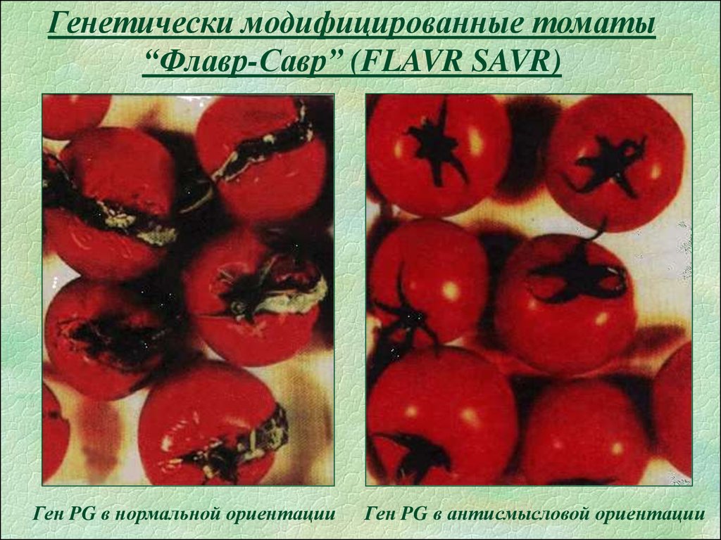 Томат гена. Флавр Савр томаты. Генетически модифицированные томаты. Генетически модифицированный помидор. Томат Flavr.