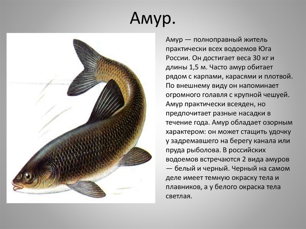 Амур имеет питание. Речной белый Амур. Речная рыба белый Амур. Омур карповые белый Амур. Белый Амур Пресноводные рыбы.