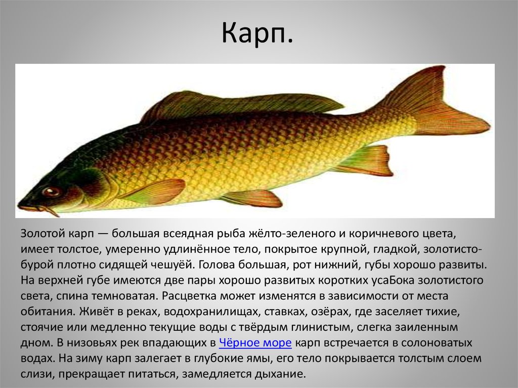 Рыбы описание для детей. Описание рыбы. Доклад про карпа. Презентация на тему Карп. Информация о Карпе.