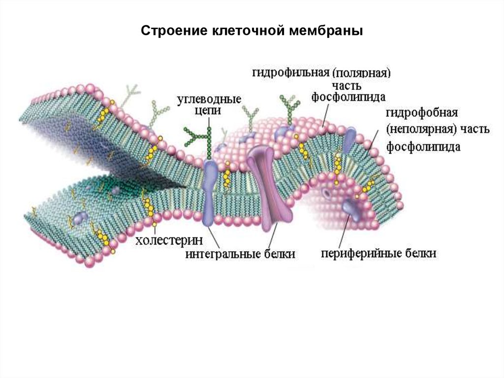 Мембрана клеток включает. Структурные компоненты мембраны клетки. Клеточная оболочка мембрана строение. Мембрана и клеточная оболочка клетки. Строение мембраны клетки.