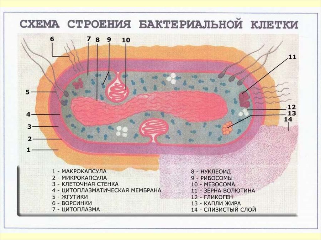 Слизистый слой бактерий. Строение органоидов бактериальной клетки микробиология. Структура бактериальной клетки схема. Схема строения бактериальной клетки микробиология. Строение бактериальной клетки микробиология.