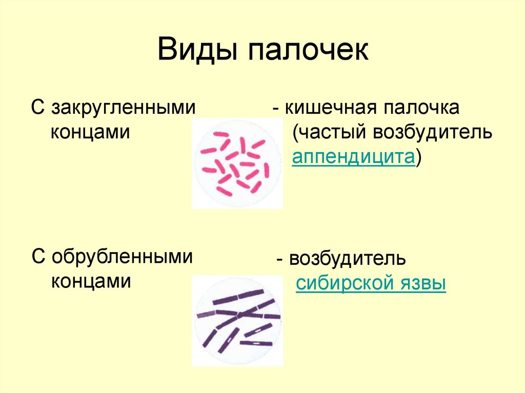 Форма палочек