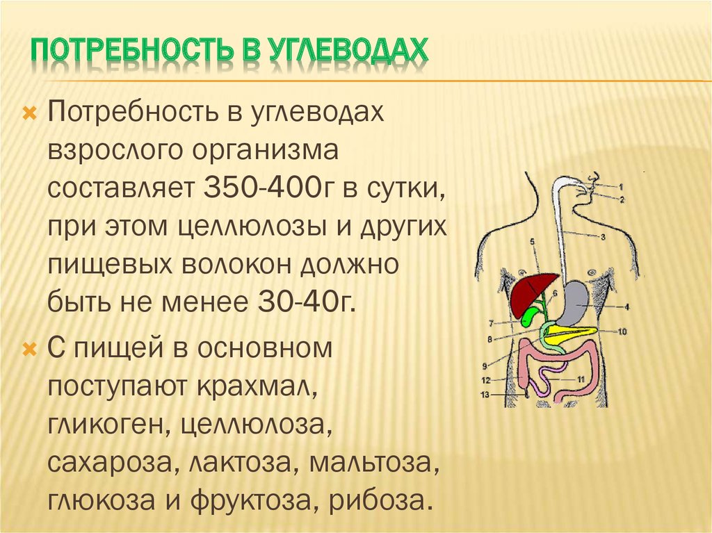 Потребность в углеводах. Углеводы потребность значение.