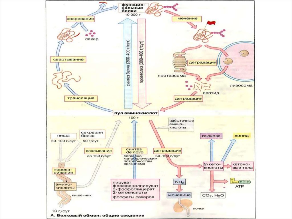 Последовательность событий происходящих при метаболизме белков. Орнитиновый цикл биохимия. Орнитиновый цикл биохимия реакции. Реакции орнитинового цикла. Белковый Эда.