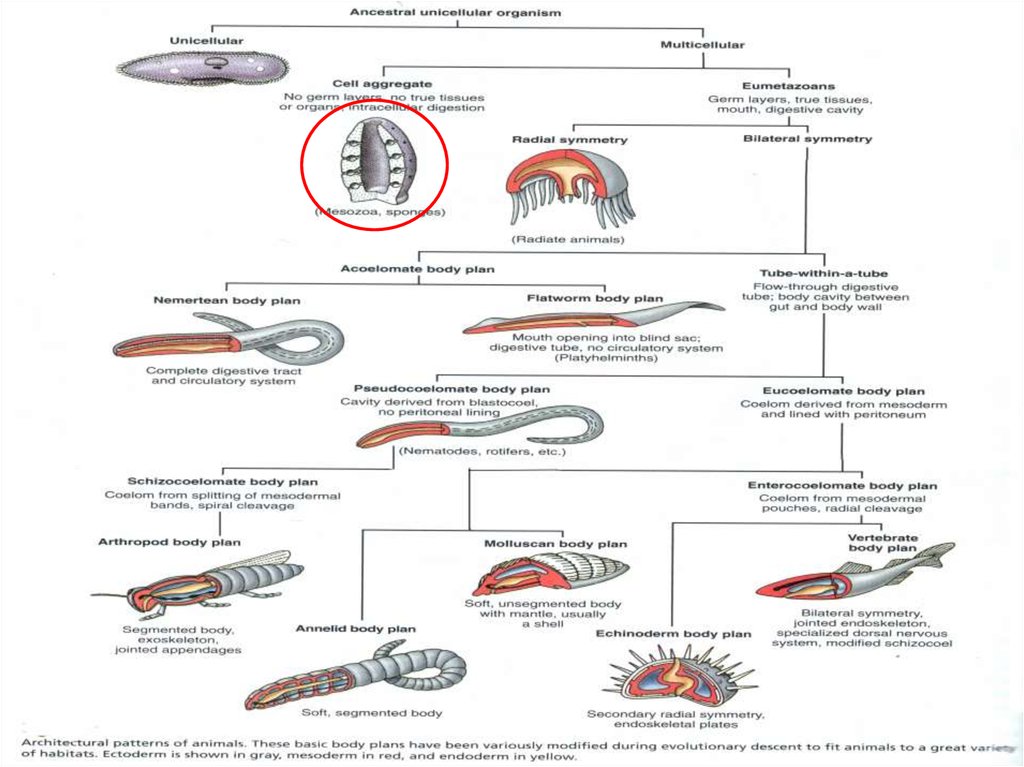 Многоклеточных животных. Таксономия многоклеточных животных Блохина. Placozoa систематика. Жизненный цикл многоклеточного животного на примере рыбы. Выход многоклеточных животных на сушу произошел