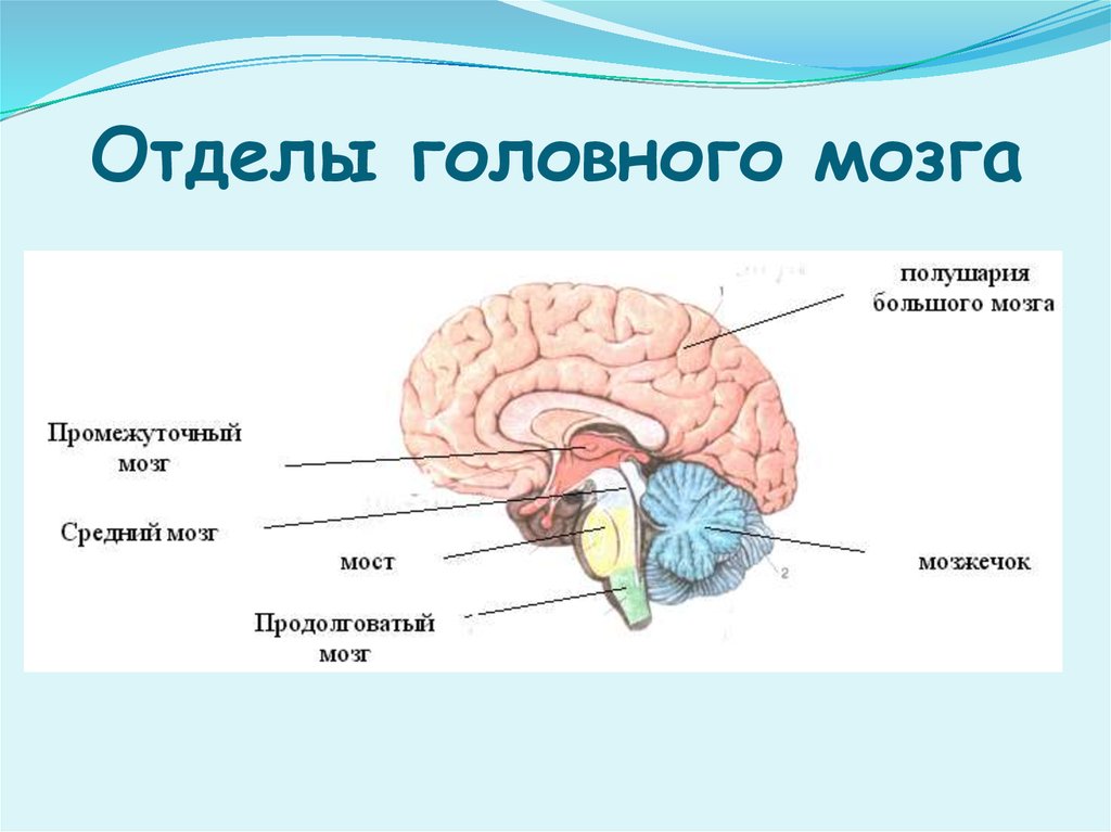 В головном мозге выделяют пять основных отделов рассмотрите рисунок укажите эти отделы