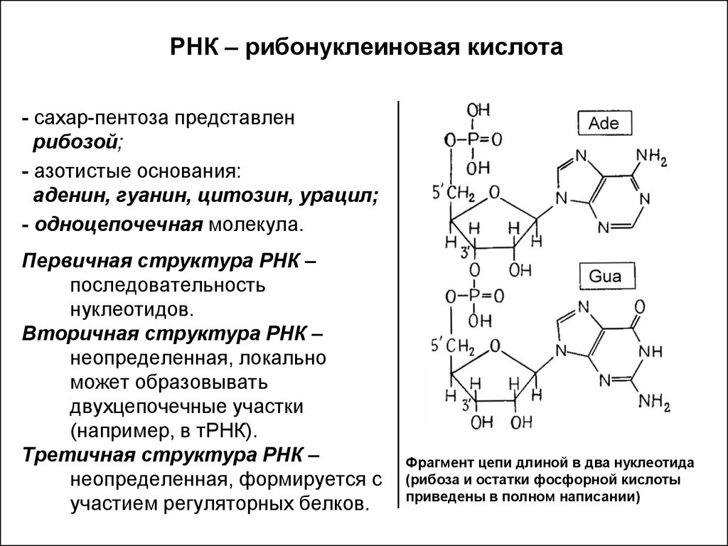 Первичная структура нуклеотида. Рибонуклеиновая кислота формула. Рибонуклеиновая кислота функции. Структура азотистых оснований. Рибонуклеиновая кислота презентация.