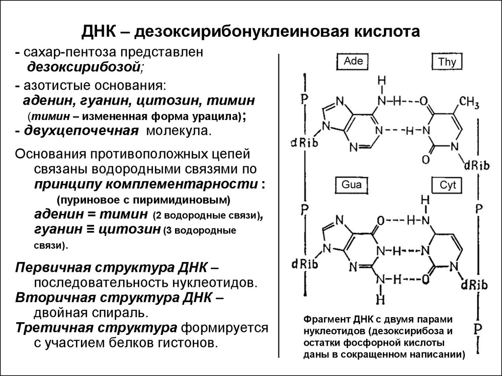 Днк готов. Дезоксирибонуклеиновая кислота формула структурная. Дезоксирибонуклеиновая кислота ДНК формула. ДНК состоит из фосфорной кислоты. Дезоксирибонуклеиновая кислота состав.