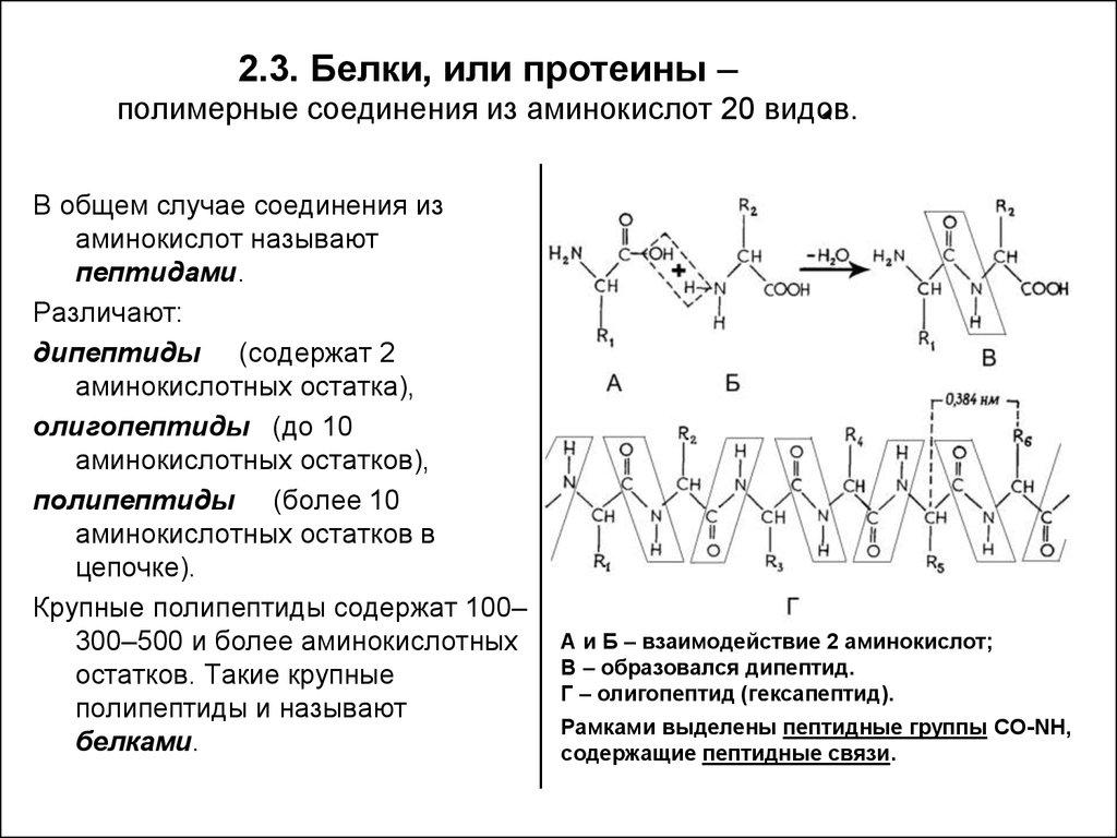 Белки группа соединения. Соединительный протеин. Белки пептидв амипептиды аминоки. Полимерные соединения с аминокислотами. Белок дипептиды название процесса.