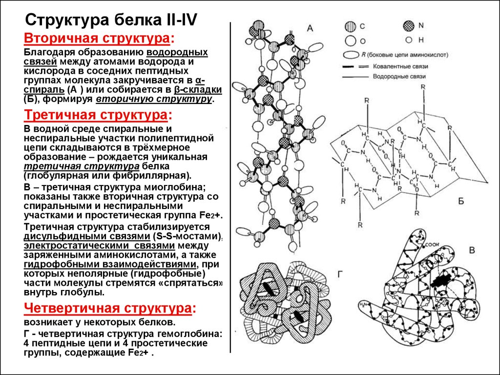 3 структура белков. Первичная вторичная и третичная структура белков. Связи во вторичной и третичной структуре белка. Строение белков 4 структуры. Органоид вторичной структуры белка.