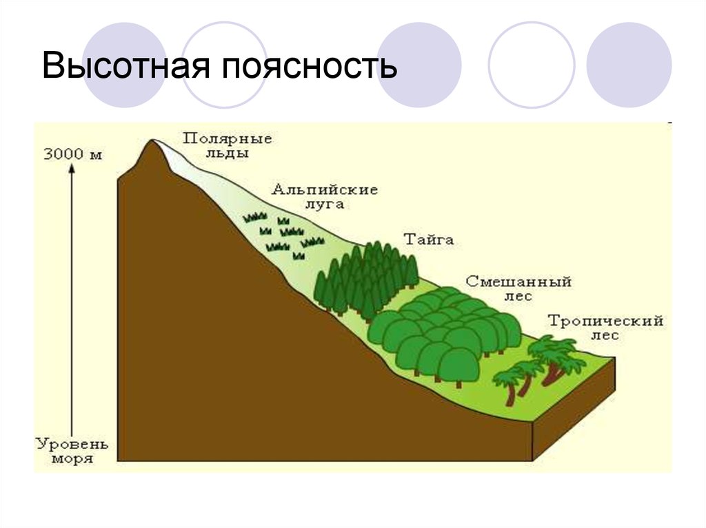 Высотная поясность картинки