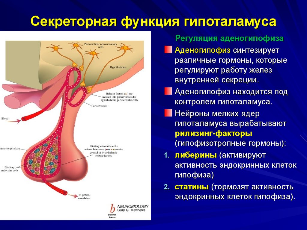 Гипофиз кровеносная система. Аденогипофиз гормоны физиология. Секреторные клетки гипофиза. Секреторная функция гипоталамуса. Секреторные Нейроны гипоталамуса.