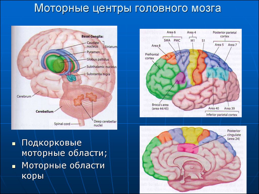 Моторные зоны мозга. Двигательные центры коры головного мозга. Корковые и подкорковые отделы головного мозга. Моторные центры головного мозга.