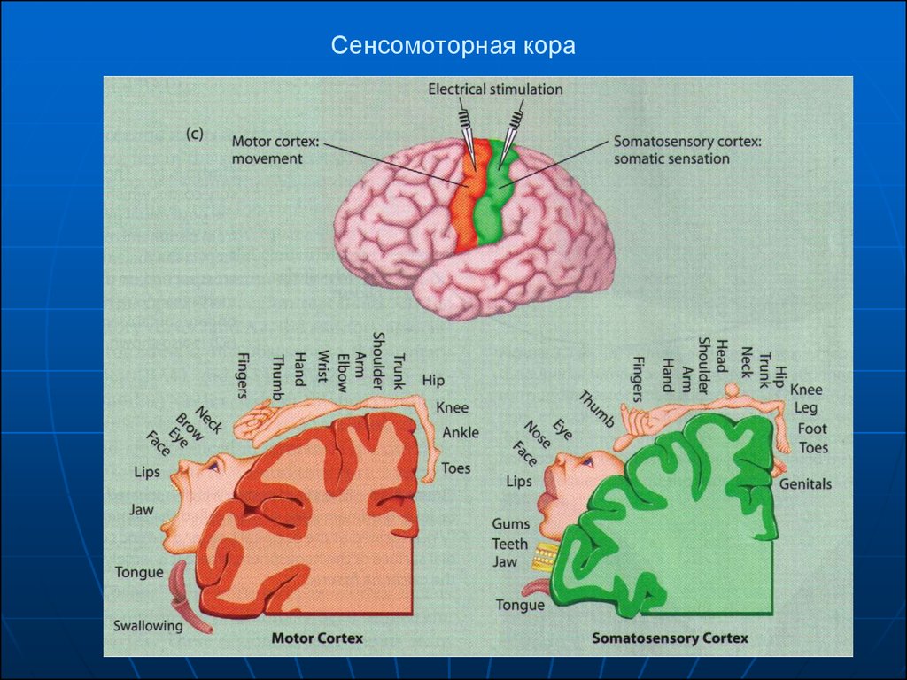 В коре выделяют. Сенсомоторная область коры. Сенсомоторные зоны коры головного. Сенсомоторная область коры состоит из. Сенсомоторной области мозга.