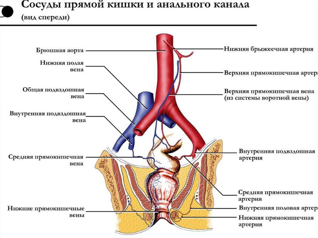 Кровоснабжение прямой кишки схема