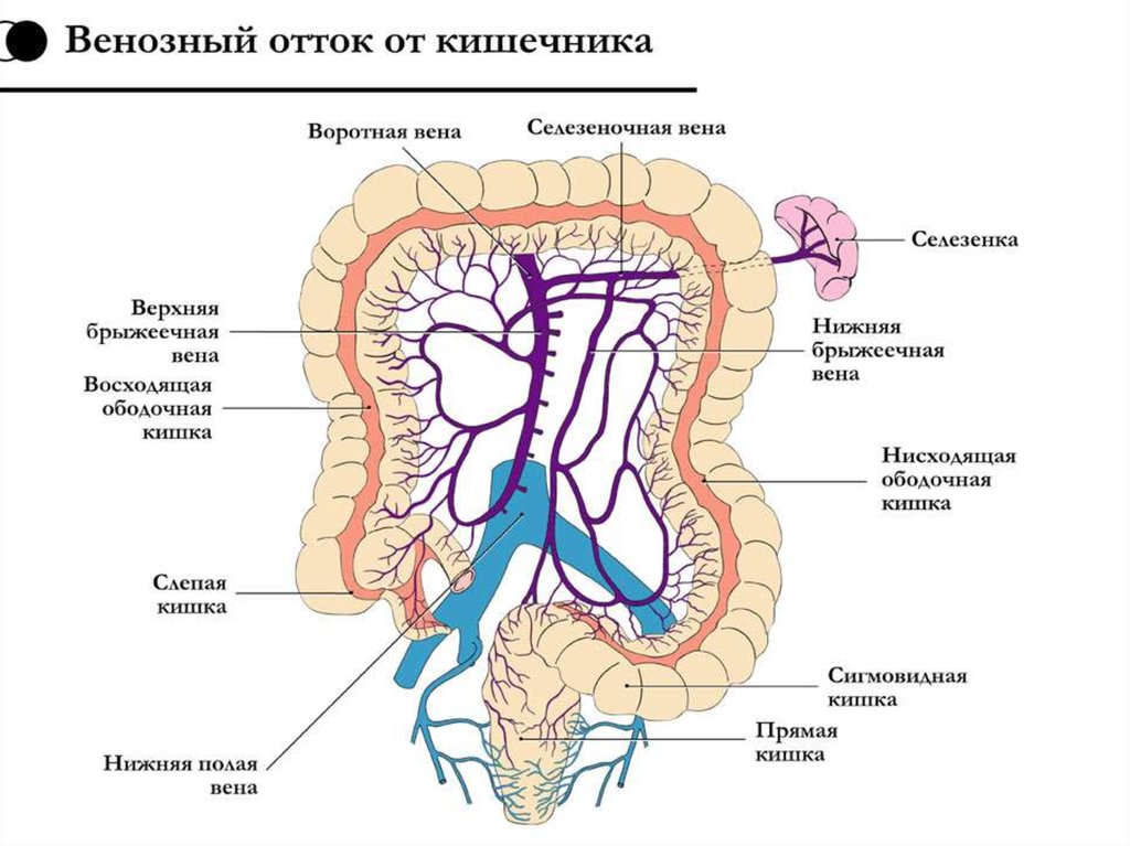 Схема кровоснабжение кишечника