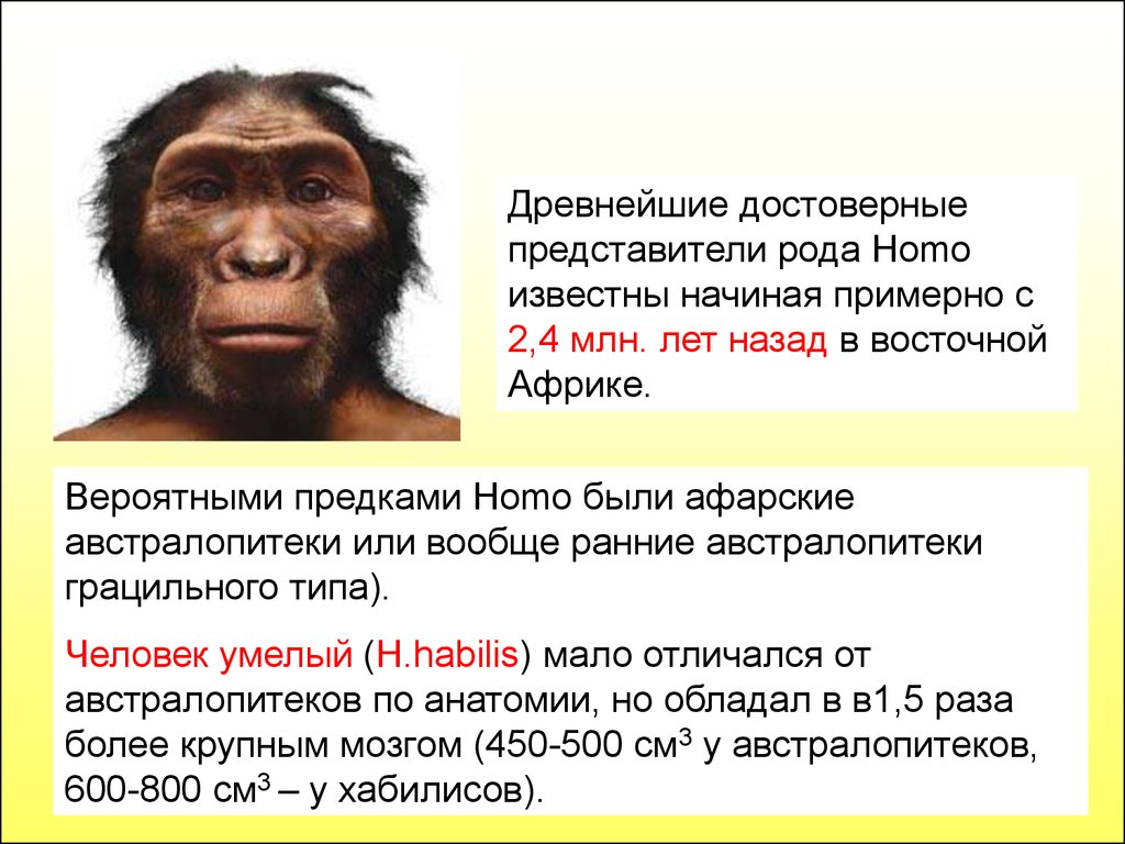 Первые представители рода человек. Род homo представители Эволюция. Представители рода хомо. Представители древних людей.