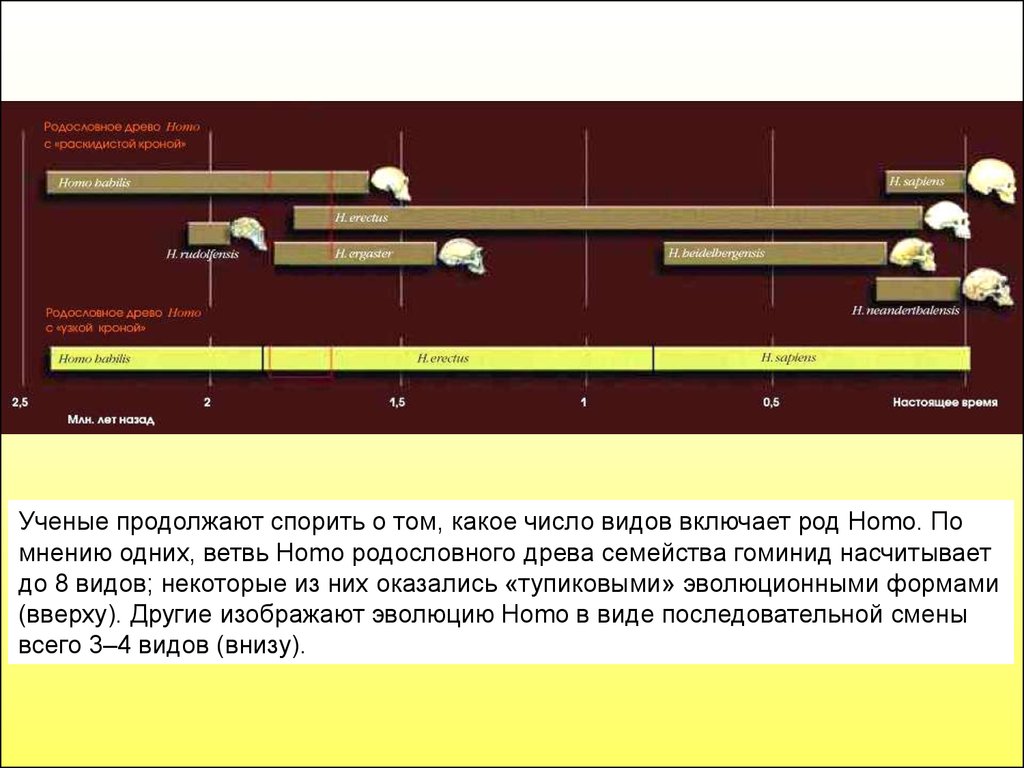 Схема эволюции гоминид. Тупиковые формы эволюции. Генеалогическое Древо Сталина.
