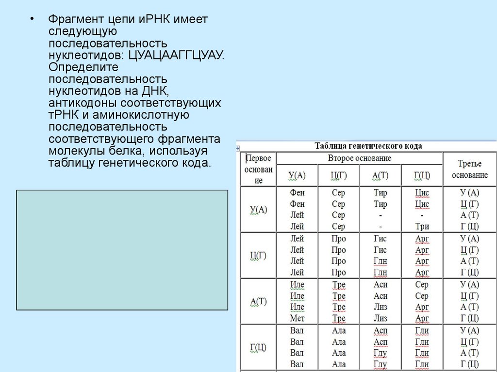 Фрагменты цепи днк имеет последовательность нуклеотидов