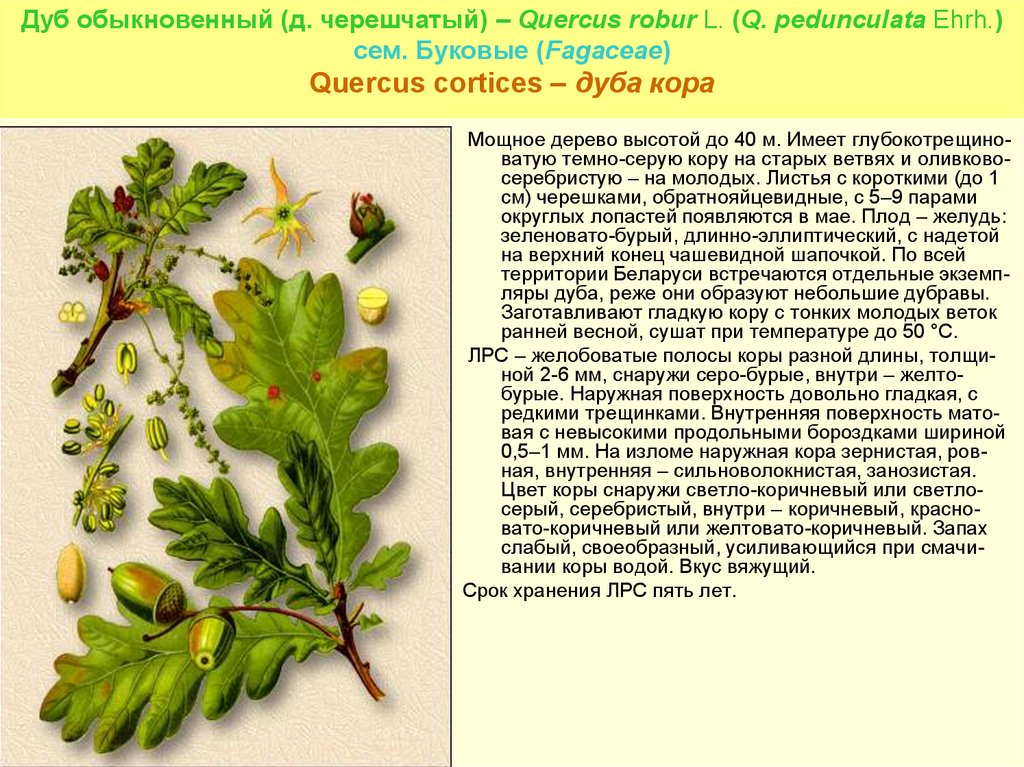 Особенности дуба. Дуб черешчатый кора. Дуб черешчатый дубильные растения. Дуб черешчатый описание характеристика. Дуб обыкновенный ЛРС.