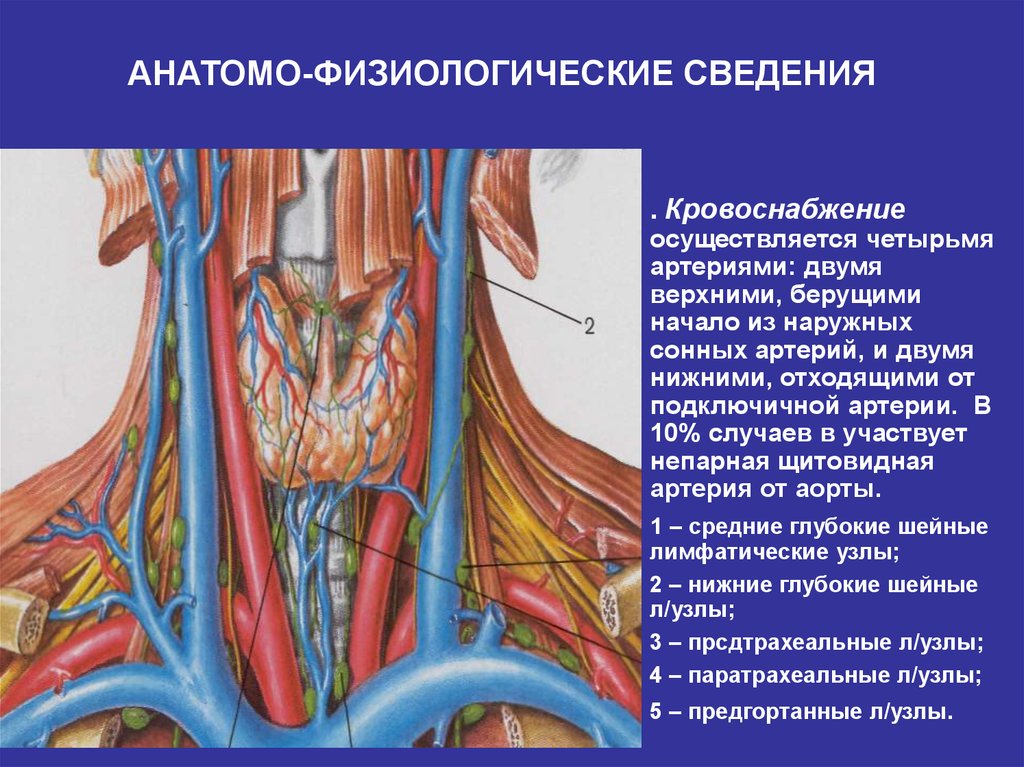 Артерии щитовидной железы