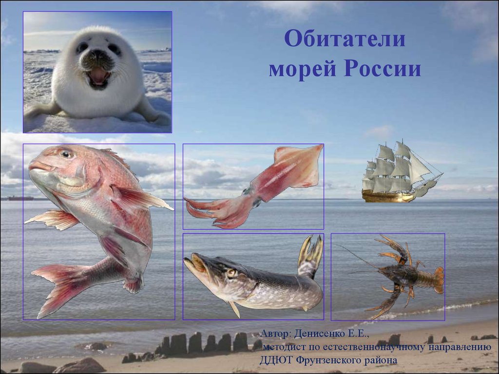 Жители морей россии