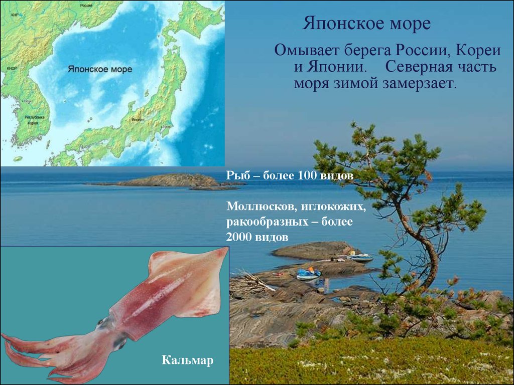 Японское море презентация 8 класс