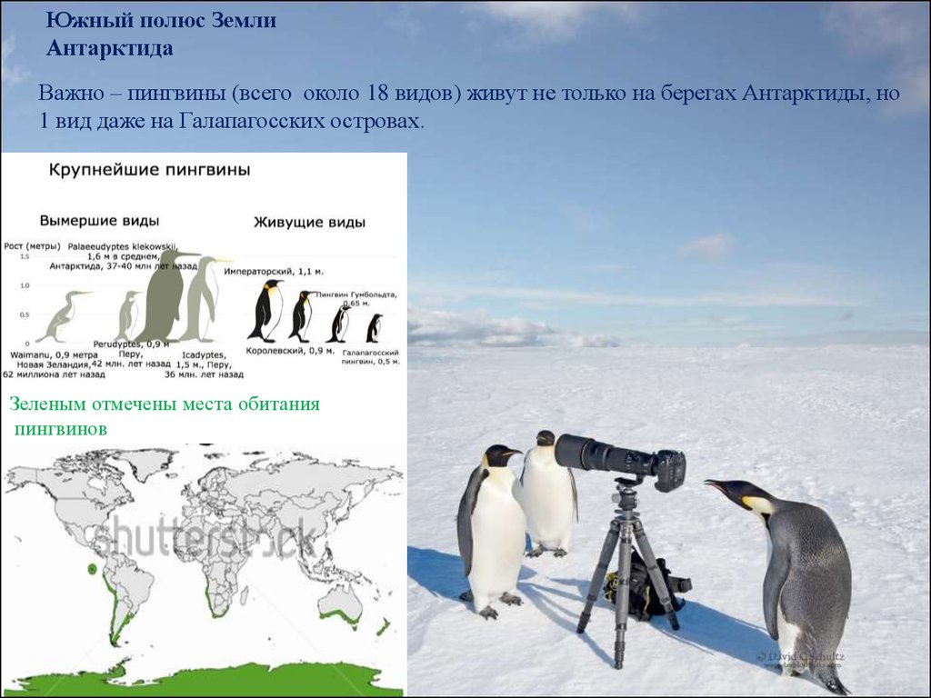 Пингвины живут на южном. Ареал пингвинов. Место обитания пингвинов. Зона обитания пингвинов. Карта обитания пингвинов.