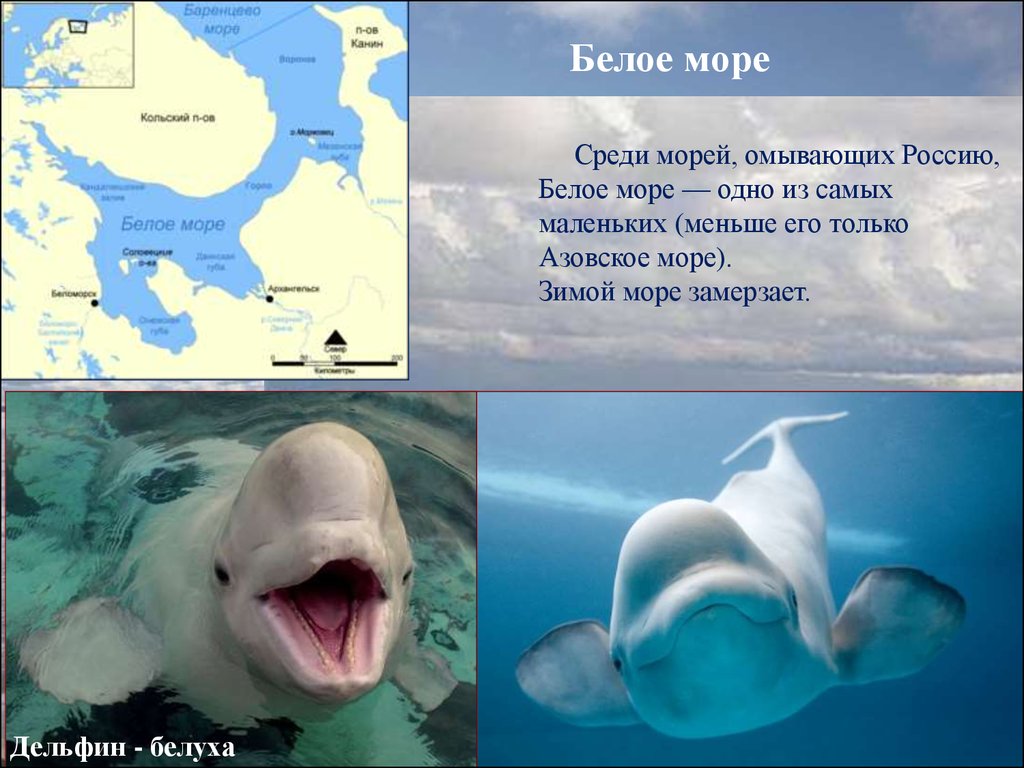 Проект белое море