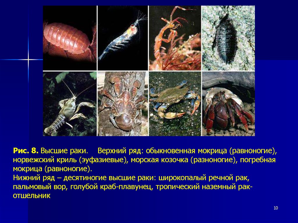 Высшие раки. Равноногие представители. Ряд десятиногие. Отряд равноногие представители. Равноногие особенности строения.