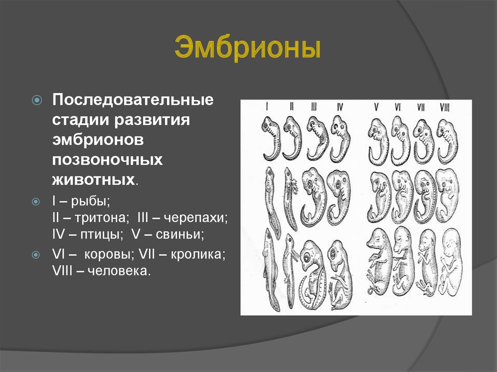 3 последовательных этапа 1. Стадии развития эмбриона кролика. Стадии развития зародыша кролика. Стадии эмбрионального развития позвоночных животных. Развитие эмбриона рыбы.