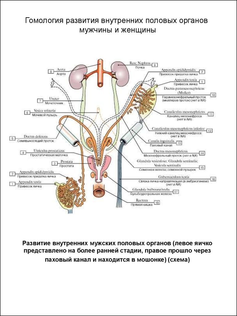 Фото внутренних половых органов