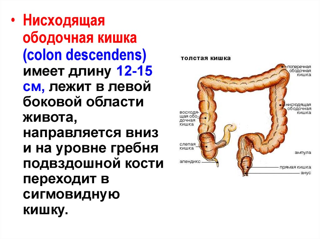 Сигмовидный отдел толстой. Восходящая ободочная кишка (Colon ascendens) характеризуется:. Восходящий отдел ободочной кишки схема. Сигмовидная ободочная кишка. Ободочная кишка Толстого кишечника.