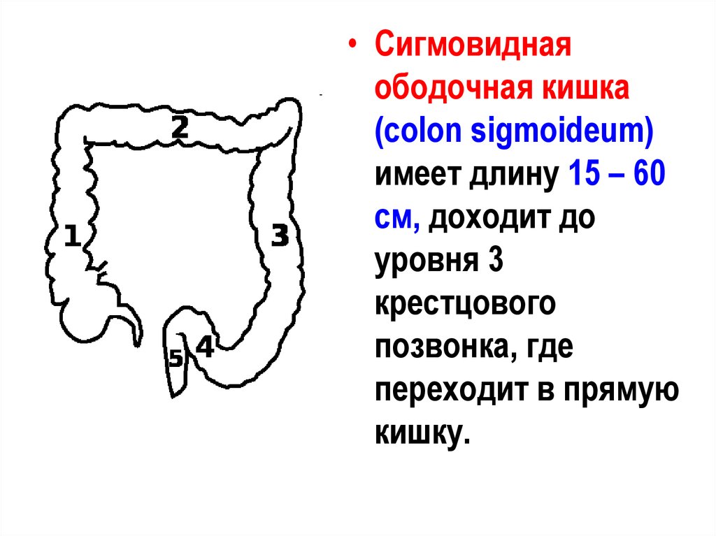 Сигма кишка. Размер прямой и сигмовидной кишки. Нисходящая ободочная кишка (Colon descendens). Ширина сигмовидной кишки в норме. Диаметр сигмовидной кишки у детей.