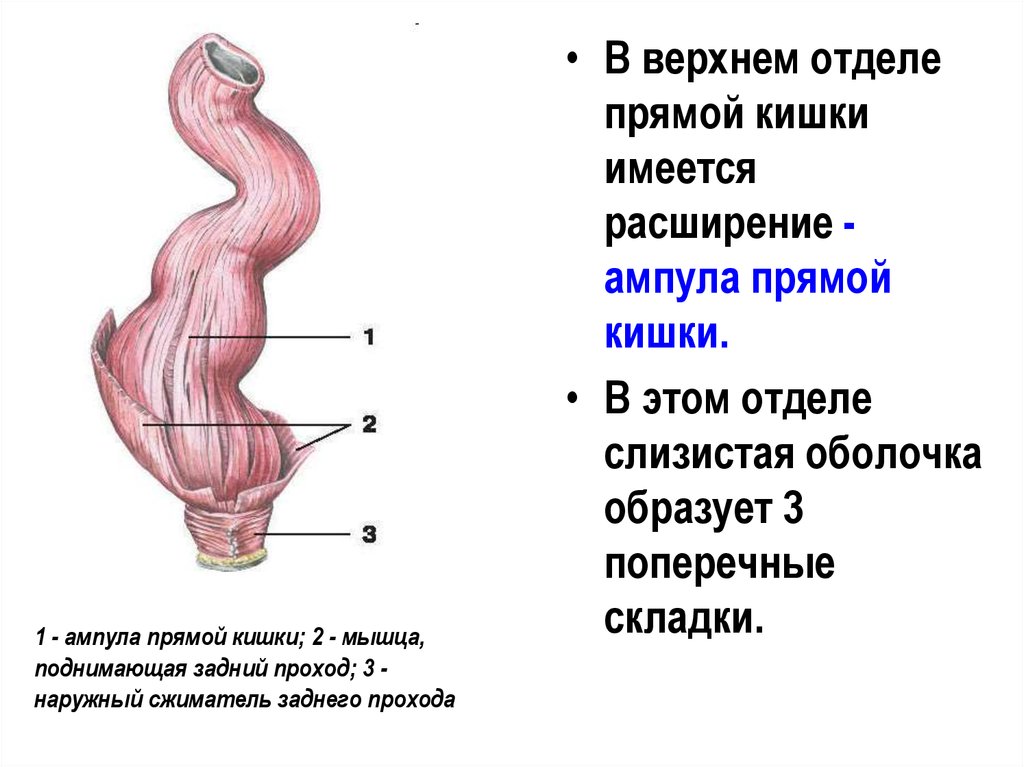 Прямая кишка это. Анатомия прямая кишка мышечная оболочка. Ампула прямой кишки анатомия. Слизистая ампулы прямой кишки. Строение ампулы прямой кишки.